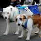 The Netherlands is hiring more vets to check animals imported from Britain in the event of a no-deal Brexit