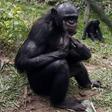 Salonga is the largest area of protected rainforest in Africa and home to 40 percent of the world's remaining bonobo population