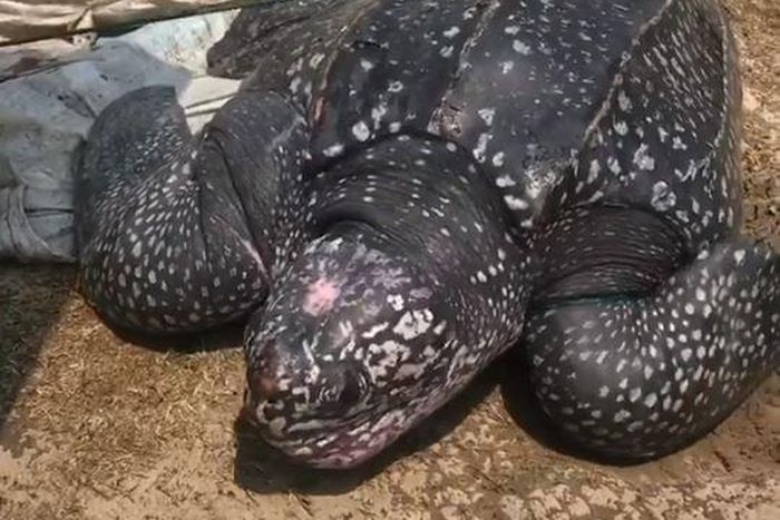The leatherback turtle that was saved by Doyinsola Ogunye. (Instagram/Doyinsola_o)