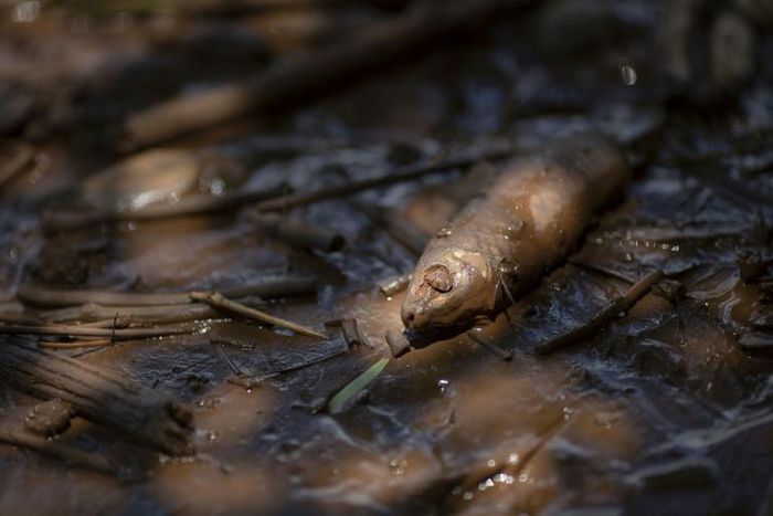 Officials have warned locals off using water from the Paraopeba river -- pictured days after the disaster -- for drinking, watering animals or irrigation