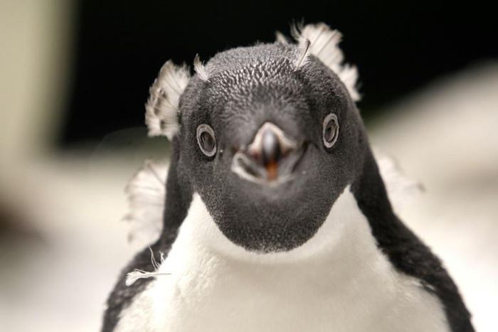 An Adelie penguin (Pygoscelis adeliae) ready for its close-up in a chilly habitat at Guadalajara Zoo