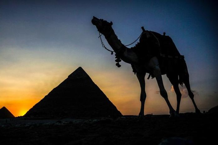 A camel walks past the pyramid of Khafre (also known as Chephren) at the Giza pyramids necropolis on the southwestern outskirts of the Egyptian capital Cairo