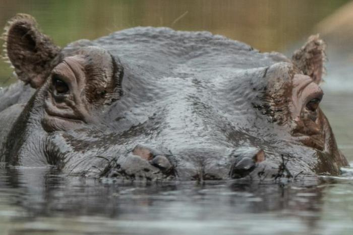Cull: Zambia plans to slaughter 2,000 hippopotamuses