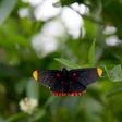 More than 200 species of butterfly have been spotted at the National Butterfly Center in Mission, Texas -- a possible victim of President Donald Trump's border wall project