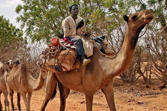 INEC to hire donkeys, bicycles to distribute election materials in Gombe/Illustration