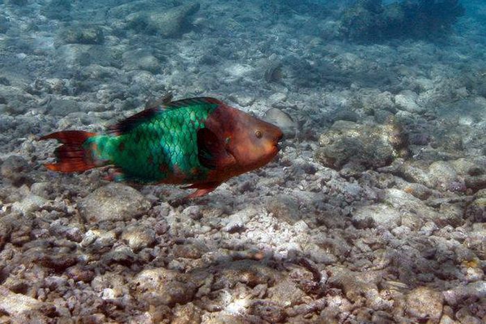 Key West bans sunscreen containing chemicals believed to harm coral reefs