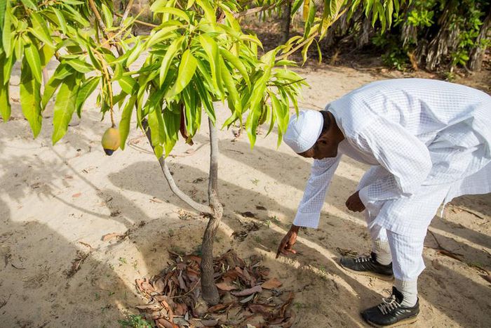 NGOs commend Buhari’s strides in agriculture