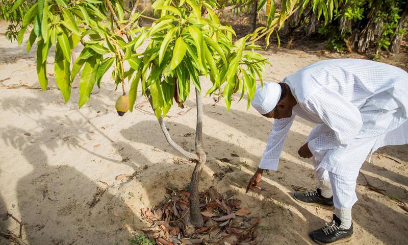 NGOs commend Buhari’s strides in agriculture