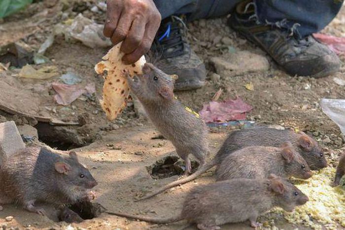 NCDC confirms 275 Lassa fever cases