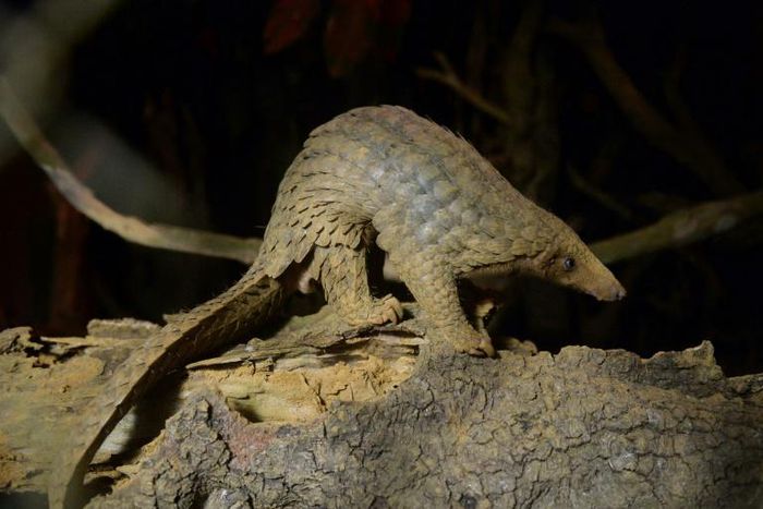 Pangolin body parts are highly valued in traditional medicine in countries including China and Vietnam while their meat is considered a delicacy
