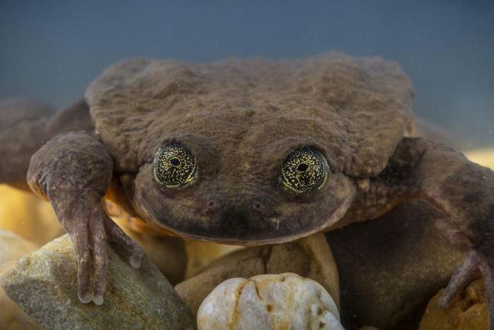 Julieta, an aquatic Sehuencas frog, was found in a Bolivian cloud forest and now it is hoped that she will mate with Romeo, a bachelor for the last 10 years
