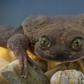 Julieta, an aquatic Sehuencas frog, was found in a Bolivian cloud forest and now it is hoped that she will mate with Romeo, a bachelor for the last 10 years