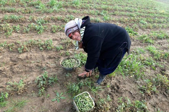 Tunisian farmer Latifa Bouslimi, 48, is counting on her three brothers to let her stay on the small parcel of land she occupies