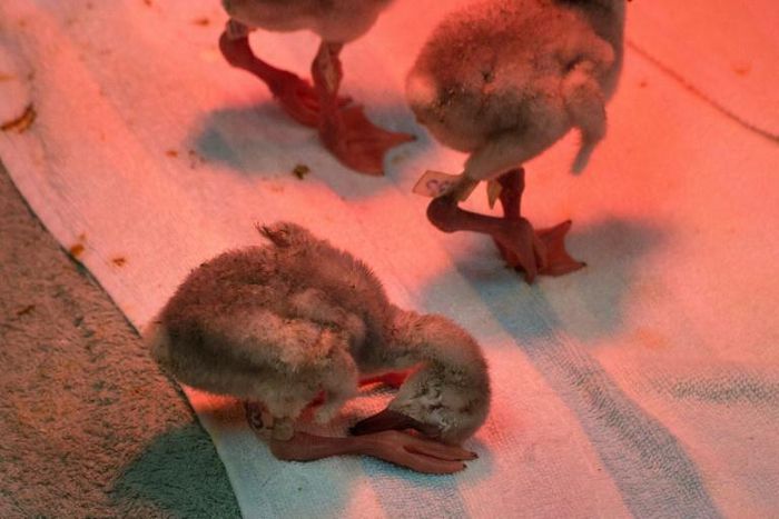 About 2,000 flamingo chicks were abandoned by their parents in South Africa's Northern Cape province recently, as dam waters dried up