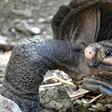 The Fernandina Giant Tortoise was thought to have become extinct more than 100 years ago until this adult female was discovered by conservationists on the Galapagos island of Fernandina on February 17, 2019