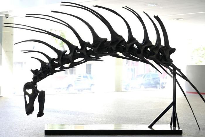 A replica of the skull and neck of the "Bajadasaurus pronuspinax," a new species of sauropod discovered in Patagonia