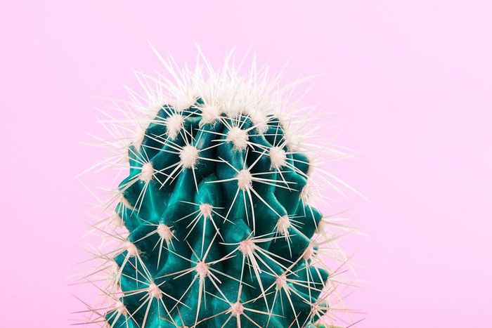 What The Heck Is Cactus Water?