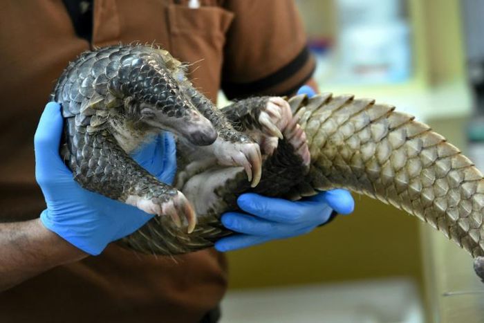 The little-known pangolin is the world's most trafficked and poached mammal because of the demand for its meat and scales