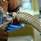 The little-known pangolin is the world's most trafficked and poached mammal because of the demand for its meat and scales