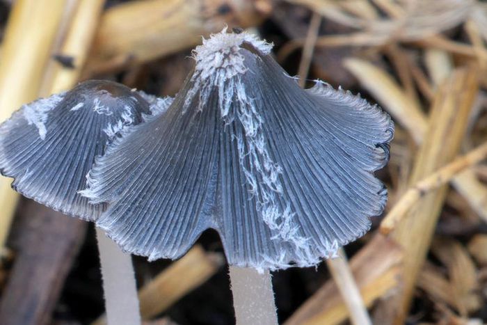 When fungi fight back