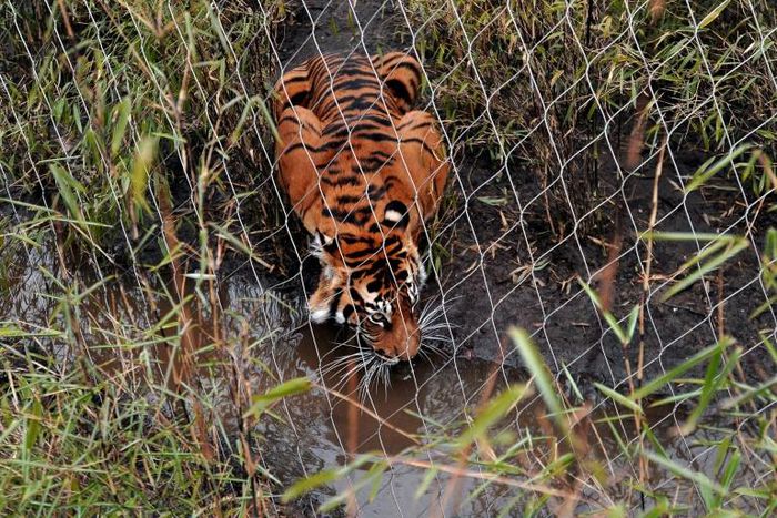 Melati was placed with the other tiger to try and breed as part of a Europe-wide programme to help boost the numbers of the endangered animal