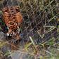 Melati was placed with the other tiger to try and breed as part of a Europe-wide programme to help boost the numbers of the endangered animal
