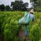 A Venezuelan migrant working as a leaf picker in a Colombian coca planatation