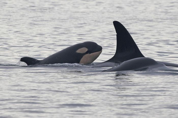 Orca Calf Offers Hope for a Fading Group in the Pacific Northwest