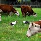 Poland is a leading producer and exporter of meat in Europe, turning out around 600,000 tonnes of beef per year