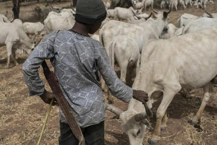 Kaduna Govt battles outbreak of contagious lung infection in cows/Illustration