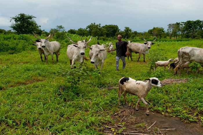 The police reportedly discovered an AK-47 rifle hidden among the cattles Umaru was directing on a grazing expedition. [The Guardian]
