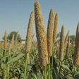 Health benefits of millet [Eni best]