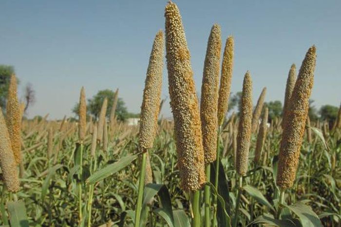 Health benefits of millet [Eni best]