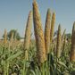 Health benefits of millet [Eni best]