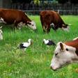 Poland's chief veterinarian told reporters that 2.7 tonnes of suspect beef sold to other EU members was being recalled