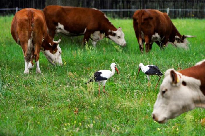 Poland's chief veterinarian told reporters that 2.7 tonnes of suspect beef sold to other EU members was being recalled