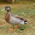 Trevor, a mallard, was dubbed the "loneliest duck in the world" after being blown onto isolated Niue island from New Zealand during a Pacific Storm