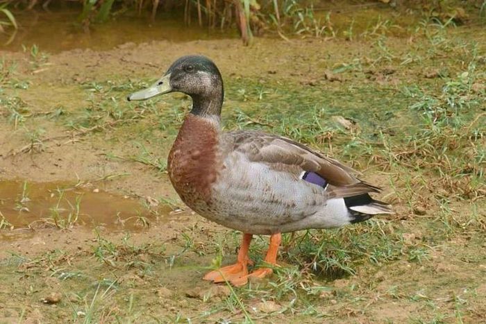 Trevor, a mallard, was dubbed the "loneliest duck in the world" after being blown onto isolated Niue island from New Zealand during a Pacific Storm
