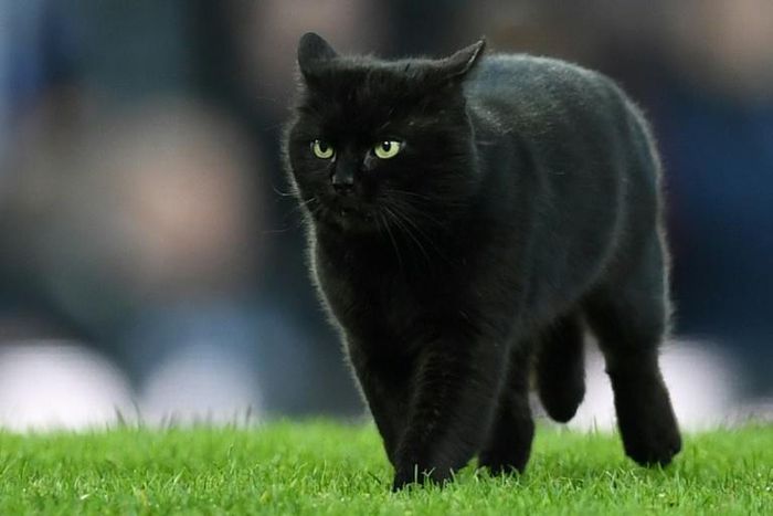 A black cat delays play during the Everton v Wolves game at Goodison Park