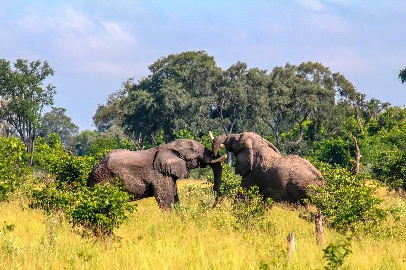 ___8810776___2018___9___4___18___botswana-okavango-delta-bull-elephants-locking-horns