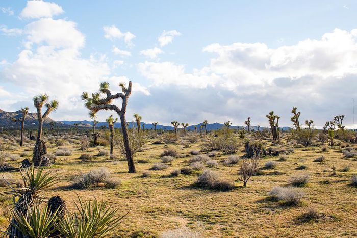 Joshua Trees in National Park May Take Centuries to Regrow