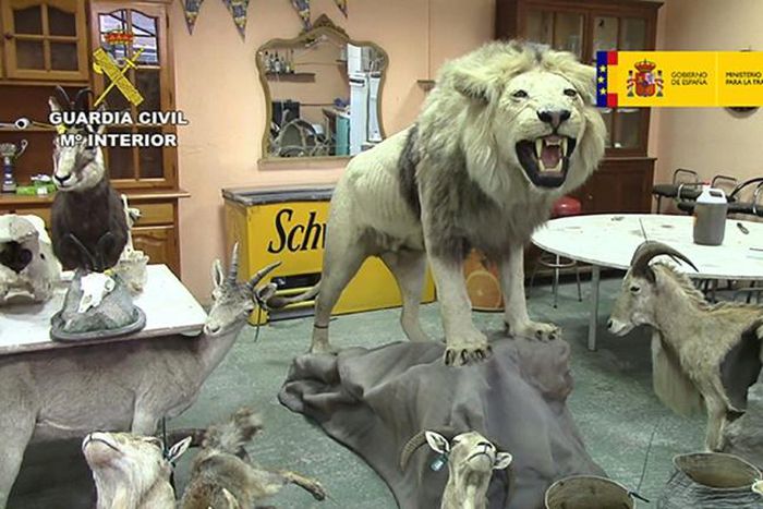 Spanish police seized many of the stuffed animals at a warehouse in the Alicante region