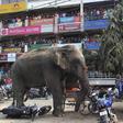 Wild elephant destroys village