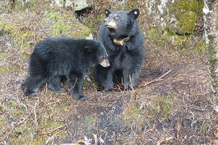Hunters Sentenced in Killing of Mother Bear and Cubs