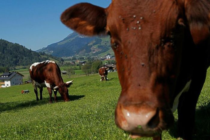 An Austrian farmer has been ordered to pay 490,000 euros in a civil lawsuit brought by the husband and son of a woman who was trampled to death by a herd of the farmer's cows in July 2014