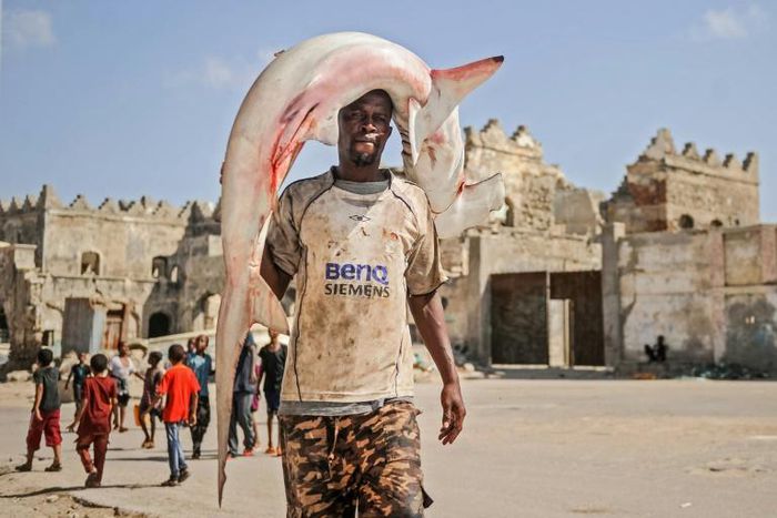 Fishing of sharks and rays is common in Liberia and they can be seen in port markets around Africa, such as in Somalia's capital here