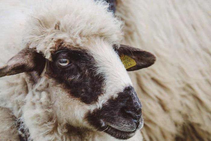 Zoos Are Having a Pun War for Valentine's Day