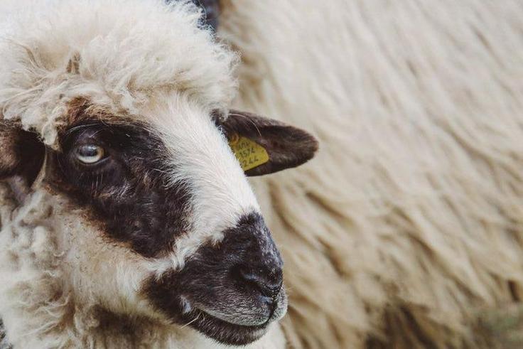 Zoos Are Having a Pun War for Valentine's Day