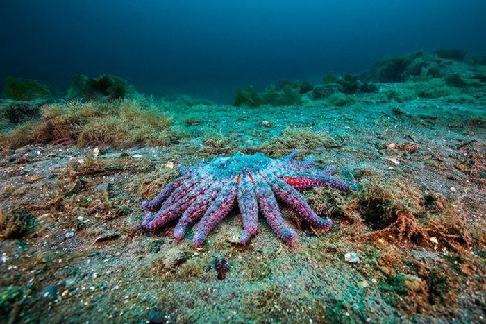 Scientists single out a suspect in starfish carnage: Warming oceans