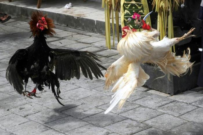Police seized 97 live roosters and six dead ones